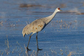 Sandhill Crane 8