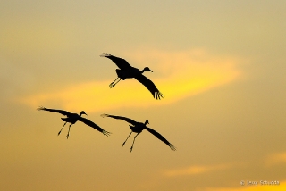 Sandhill Crane 15