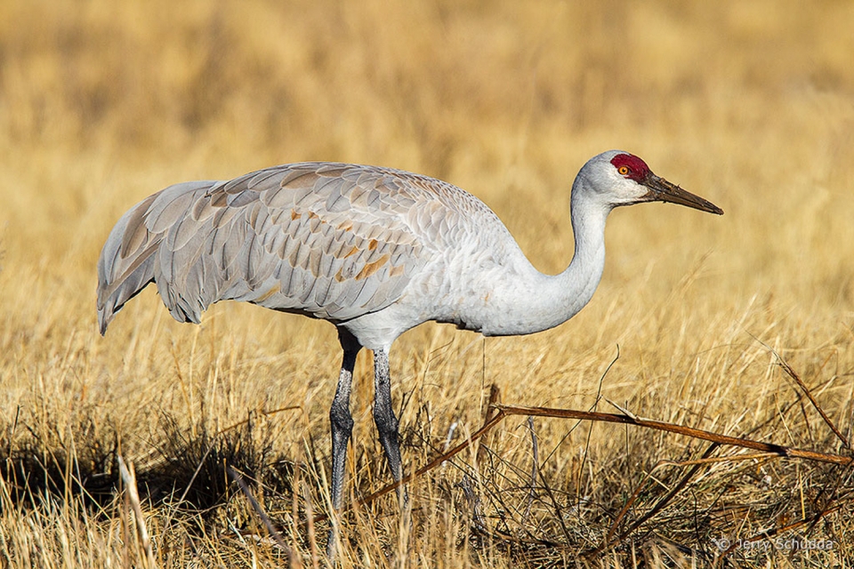 Sandhill Crane 5