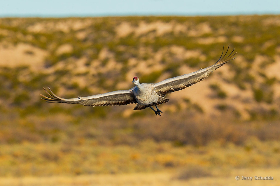 Sandhill Crane 2