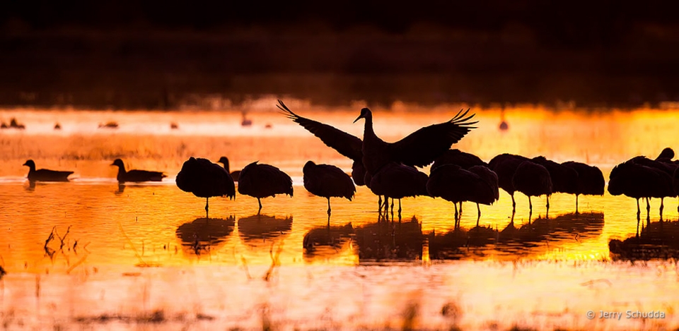 Sandhill Crane 14