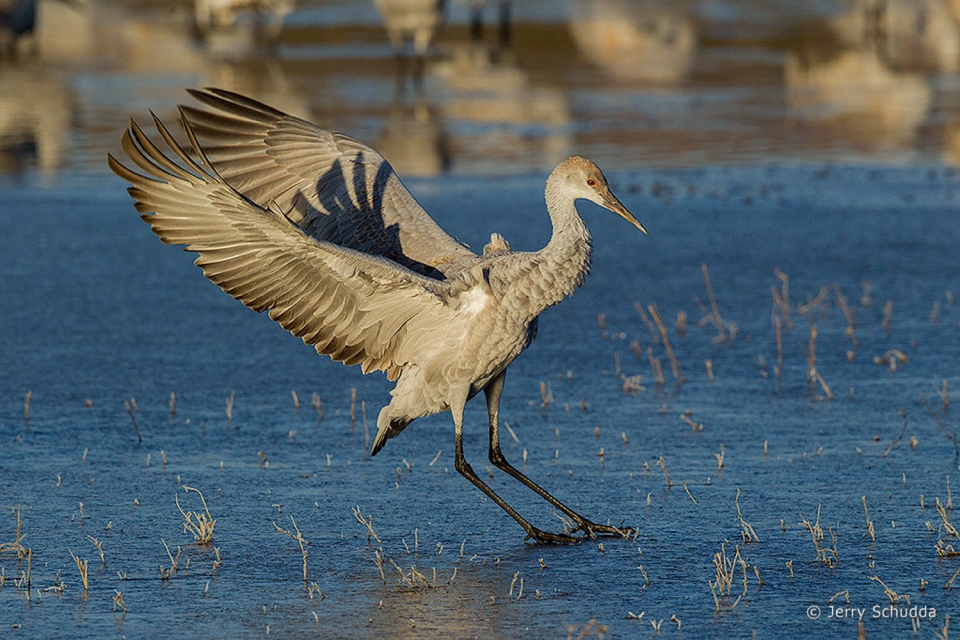 Sandhill Crane 7