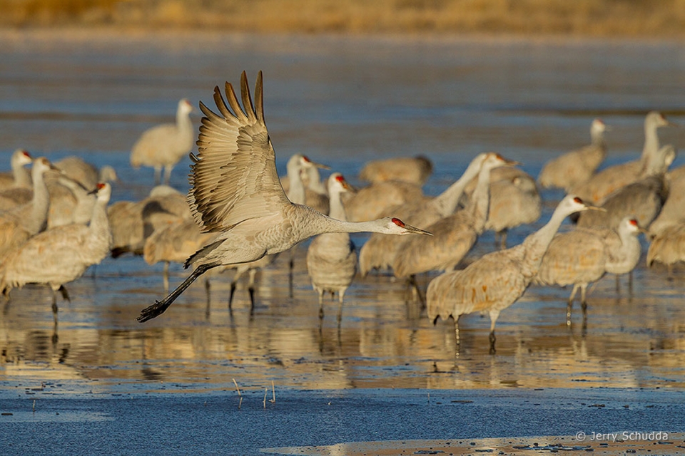 Sandhill Crane 12