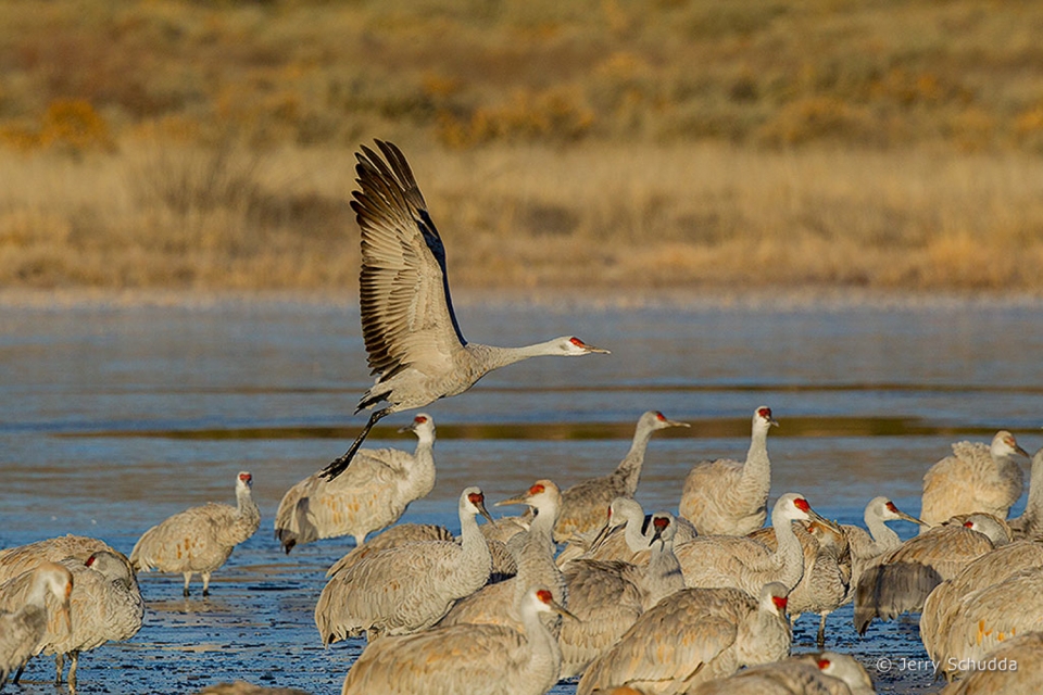 Sandhill Crane 13