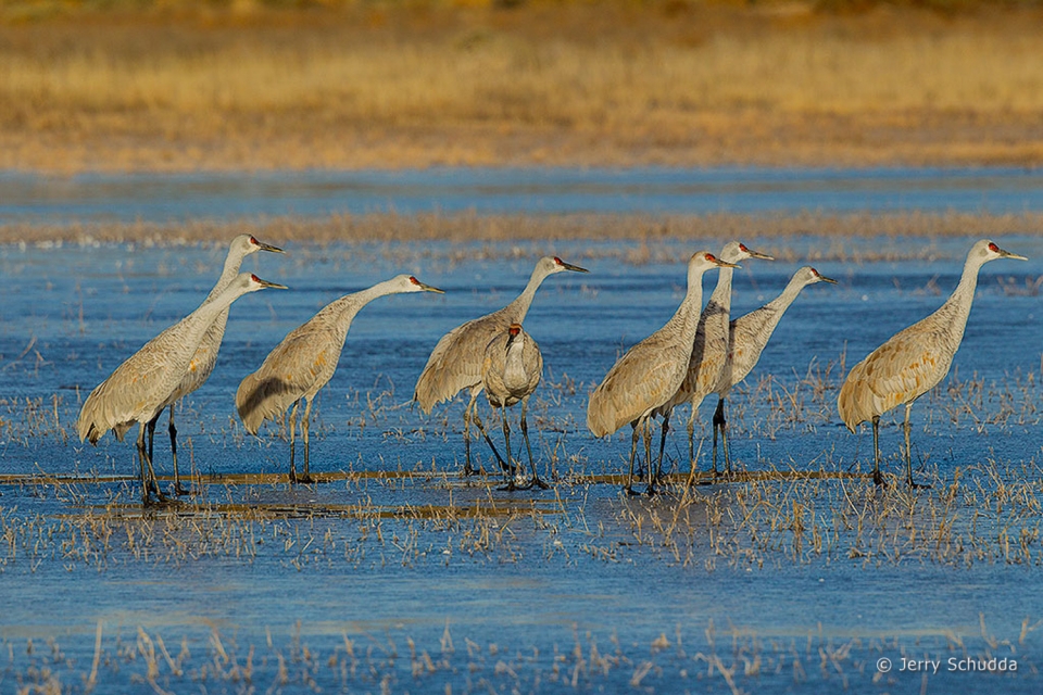 Sandhill Crane 11