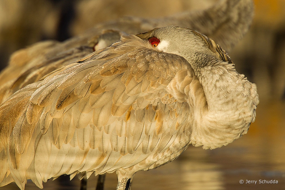 Sandhill Crane 6