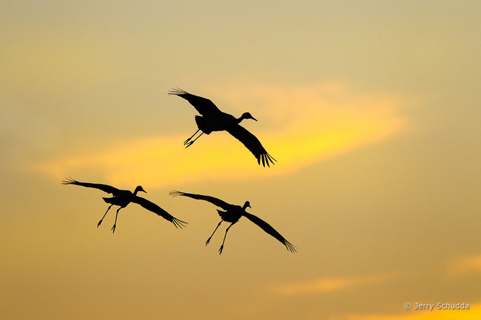 Sandhill Crane 15