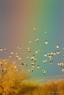 Snow Geese 4