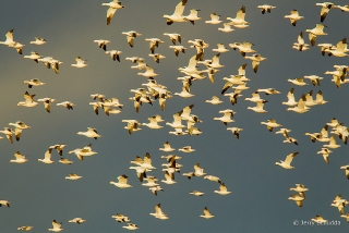 Snow Geese 3