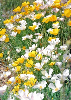 Mexican Gold Poppy & White Morph