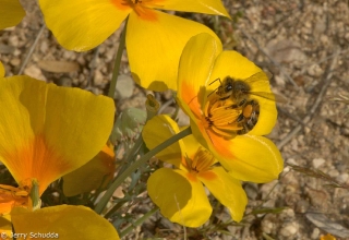 Honey Bee on Mexican Gold Poppy