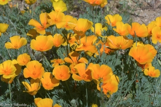 Mexican Gold Poppies