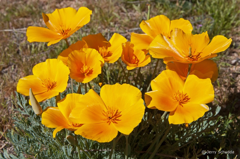 Mexican Gold Poppy 1