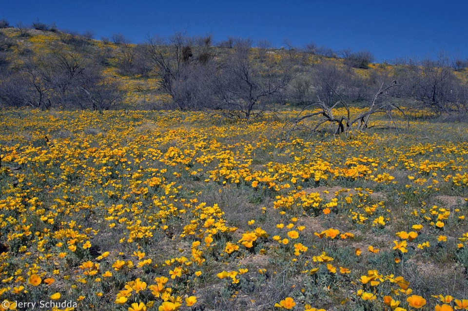 Mexican Gold Poppies  & Mesquite