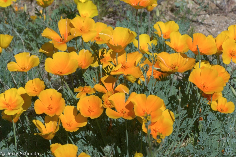 Mexican Gold Poppies