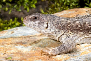 Desert Iguana 4