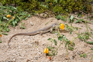 Desert Iguana 5