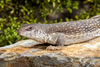 Desert Iguana 6