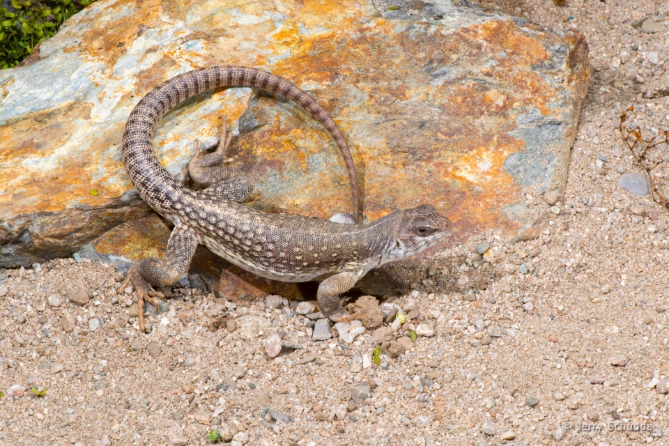 Desert Iguana 3