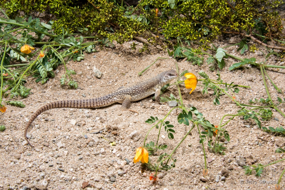 Desert Iguana 5