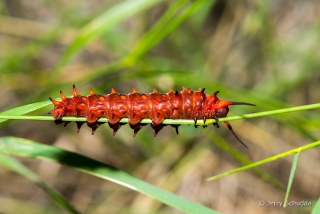 Pipevine Swallowtail 3