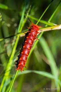 Pipevine Swallowtail 4