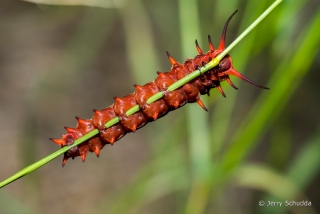 Pipevine Swallowtail 5