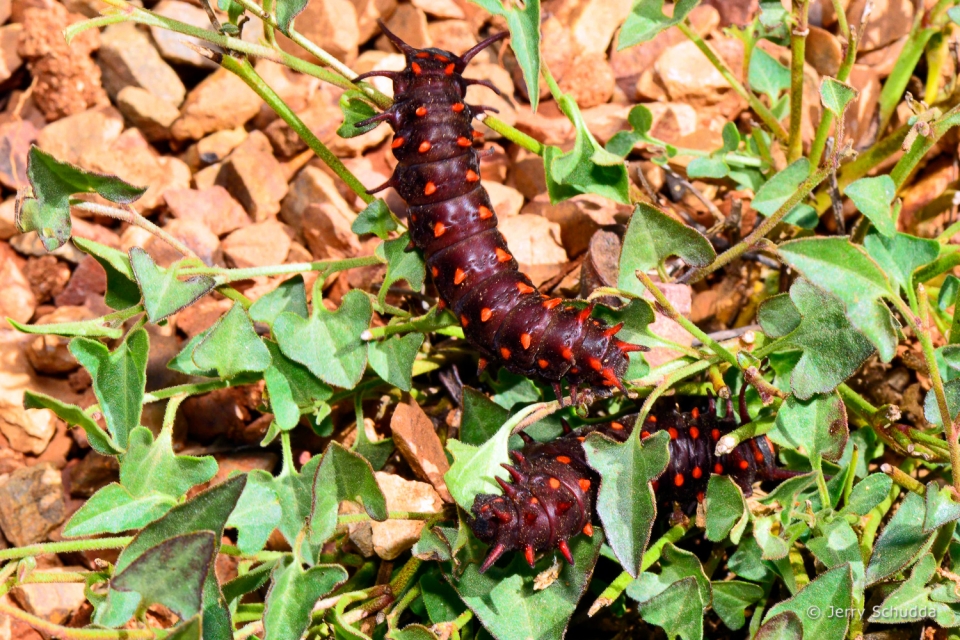 Pipevine Swallowtail Caterpillars on host plant Pipevine 2