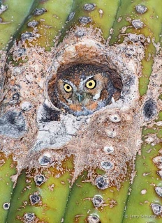 Elf Owl male 7