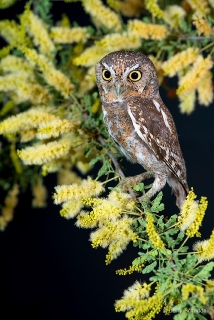 Elf Owl 3