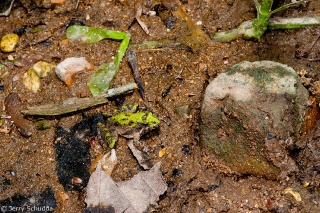 Northern Cricket Frog 1