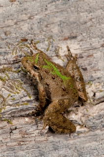 Northern Cricket Frog 2