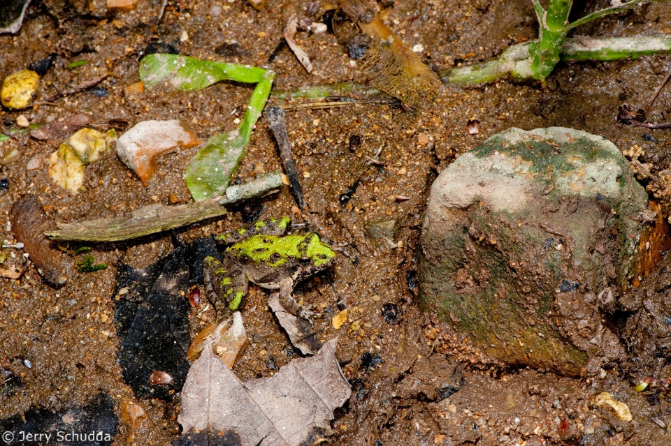 Northern Cricket Frog 1